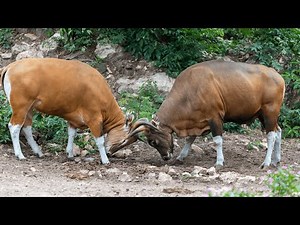 Banteng, (Tembadau), Endangered Wild Cattle Species
