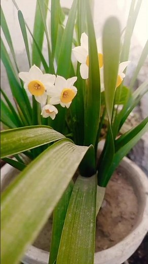 Planting daffodil (narcissus) flowering bulbs #mygardenflowers #myplantworld