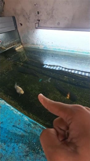 berapakah jumlah ikan di video ini? #fyp #shorts