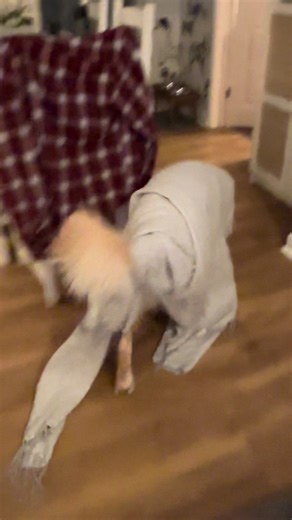 The true potions master! #harrypotter #snape #goldenretriever #potions #potionsmaster