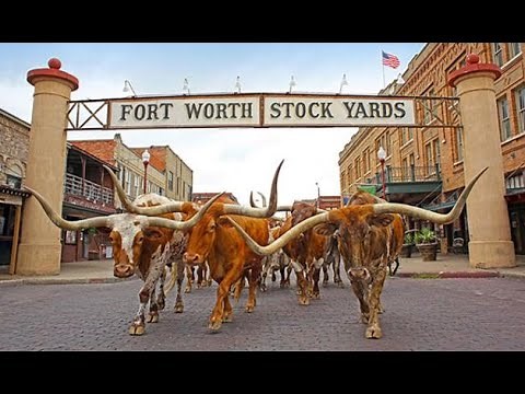 Fort Worth Herd Longhorn Cattle Drive - Stockyards - Fort Worth, TX