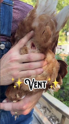 Checking if my chicken is still laying eggs? *NOT CLICKBAIT*