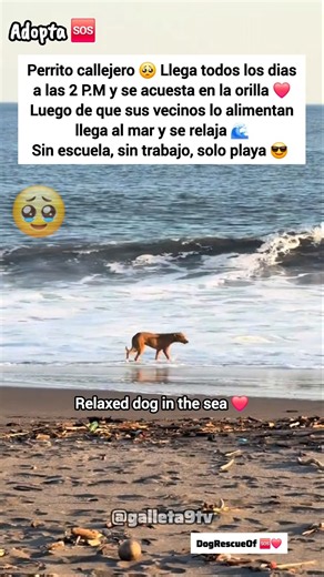 Perrito llega cada a dia a la playa a relajarse.. 🌊❤️🐶