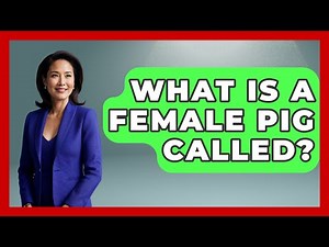 What Is A Female Pig Called? - The Wild Life Explorer