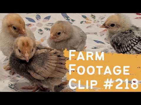Farm Footage - Clip #218 - Bantam Babies