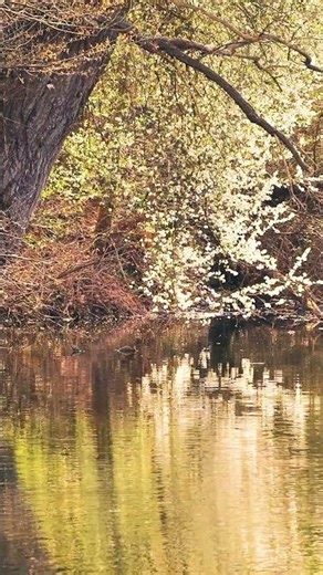 💧 Water Reflections 4K | Blossoms Mirror on the Lake