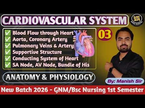 Part- 03 l Cardiovascular System | Blood Flow Through Heart | SA Node, AV Node, Bundle of His | SNC