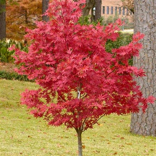 Red Maple Tree Seeds 25 Pack, Acer rubrum Ornamental Garden Planting Shade Tree