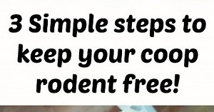 How to get rid of mice in the chicken coop