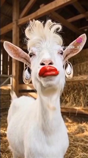 ورك على الفيديو 🤣🤣