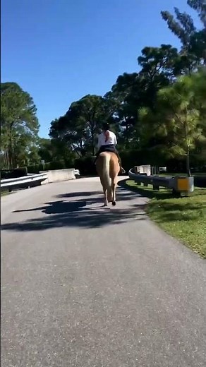 HORSE SOUNDS ~ The CLOP | #Horse Walking 🐎 | Hoof Sounds On Pavement | #meditation #shorts