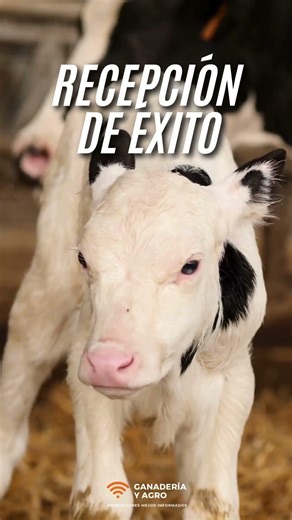 Tips and technology for receiving calves