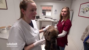 Blutspende beim Hund: Geduld und Vertrauen sind wichtig