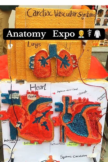 Exploring Anatomy at the Anatomy Expo