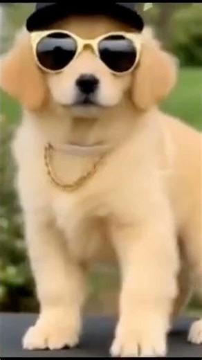 Golden Saso: El rey del callejón 🐾🔥 #PerroRapero #ReggaetonCanino #GoldenRetriever #HumorCanino