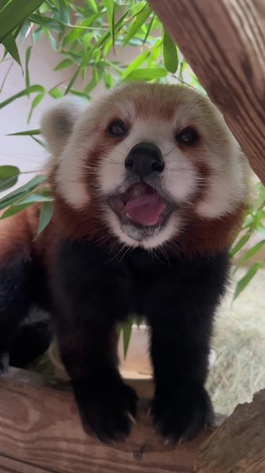 Lucy’s squishy cheeks made even squishier 🍇 (nose boop included) #redpanda #cute #animals #love #asmr #memphiszoo #behindthescenes | Memphis Zoo