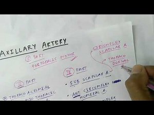 Axillary Artery Branche's | Upper Limb Anatomy | TCML