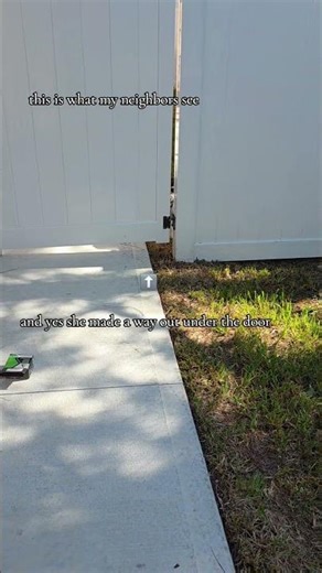 poorly trained cavapoo barks at owner through fence #doodles #puppy #lifeisbutadream #fyp #funny