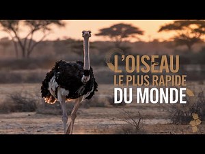Les Autruches : Secrets et Curiosités du Plus Grand Oiseau du Monde