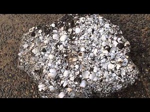 Fossil Clams In Mudstone Matrix - Santa Cruz Co.