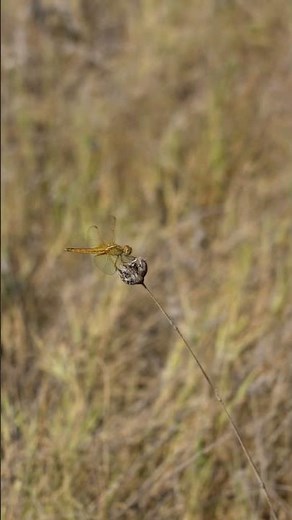 Taking Flight: Dragonfly's Relaxing Power Up #dragonfly #nature #shorts