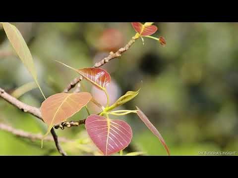 Bo-Leaves; The leaf of Spirituality and Deep Sound around Mountain.