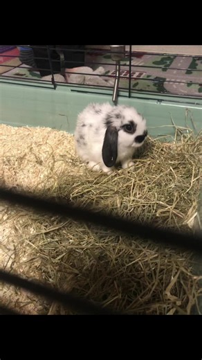 Caring for My 8-Week-Old Baby Rabbit
