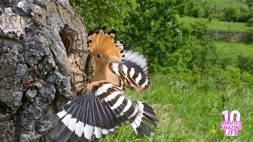Hoopoe feeds fledgling at tree nest entrance