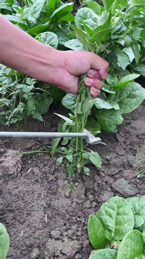 Don't Pull It Out! This Herb Grows Back After Every Cut 🌿✂️