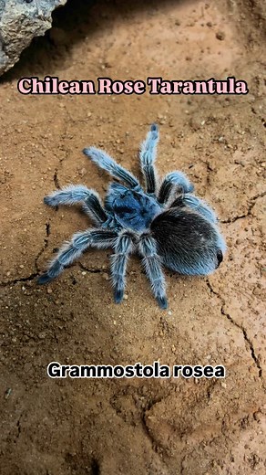 @theraposidae____ryu on Instagram: "로즈헤어 Chilean Rose Tarantula Grammostola rosea #Grammostola #Grammostolarosea #Arthropoda #tarantula #tarantulas #spiders #spider #pet #petlovers #photo #photography #nature #tarantuula #exotic #exoticpets #arachnids #spiders #animalworlds #tarantulasofinstagram #tarantulalove #tarantulakeeper #arachnid #spidersofinstagram #tarantulasoftheworld #tarantulapet #arachnilogy #fang_gang #animallover #animal #tarantulakeeper #animalphotography #animalphotos"