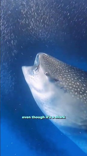 The Biggest Fish Has the Smallest Teeth - Whale Shark
