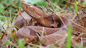 Sick of summer? So are copperheads. Where and when you’ll find them in Kentucky