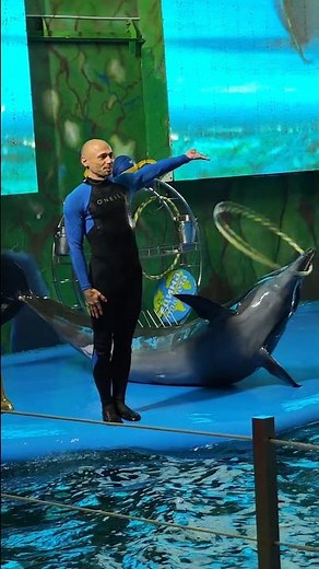 Mesmerizing Dolphin Dance Show | Incredible Dolphin Moves in Water!