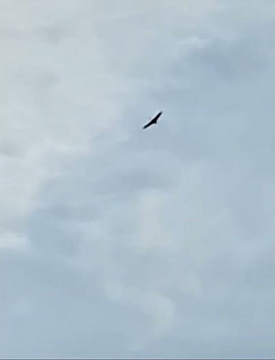 Sandhill Crane Flying Over the Marsh, Calling. #Cranes #birds #nature #wildlife #ytshorts #Shorts.