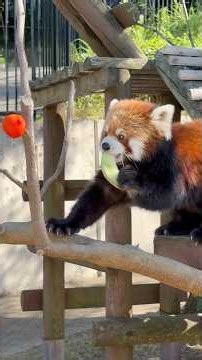 #shorts まんまタイム終わりの ひなたくん レッサーパンなのに コーンもメロンも食べます😳 大森山動物園にて 2026年8月9日