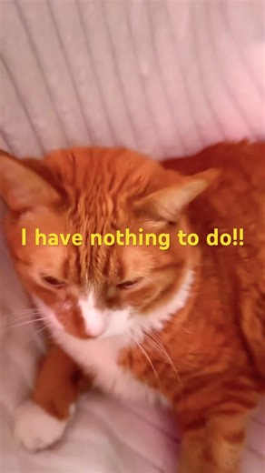 Day twelve 😂❤️ #cat #cute #funny #funnycats #trending #adorably