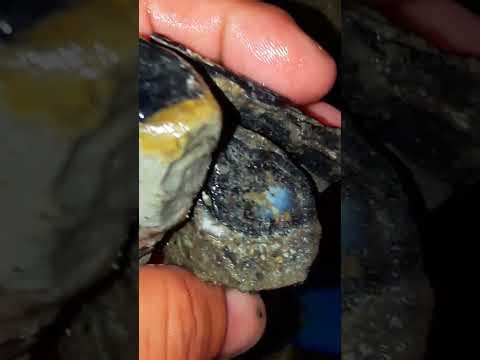 Natural✅terjual🙏 black opal sempur banten 5kg harga 220 aja wa 085779408746/L71