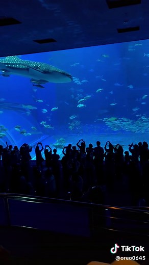 水族館での素晴らしい体験とアクアリウム