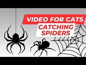 Cat Games. Catching Spiders on Screen. Video for Cats to Watch.