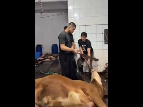 Amazing Cow Pre-Slaughter Process You Must See!