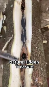 Rare High-Oil Agarwood | Dense Resin Layer Hidden Under Bark Revealed