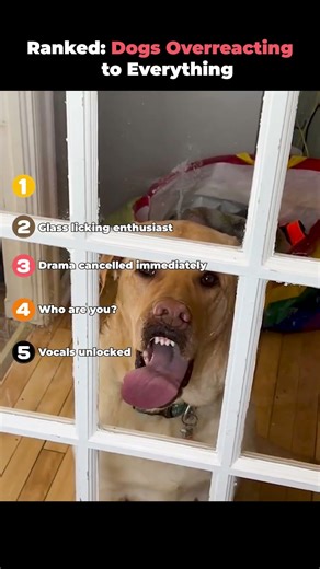Ranked- Dogs Overreacting to Everything