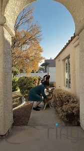 Kind neighbor returns loose dog to owner | Spilled Milk Society