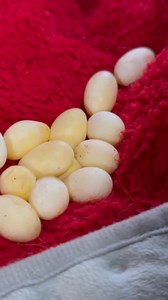 A female bearded dragon can lay multiple clutches of 11-30 eggs throughout her breeding season, with some producing up to 5 clutches. Actually, I never thought she was pregnant and never expected she'd be laying eggs 🤦🏻‍♀️ #beardeddragon #fyp #beardeddragoncare #love | Jocelyn Mixon