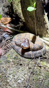 48K views · 1.2K reactions | #snake #explorepage #frog #forest #animal #habitat #educational #reels #wild #python #snakeplant #snake #rattlesnake #alligator #crocodile #funnyreels #florida #southflorida #everglades #miami #venomous | Garrett Galvin | Facebook