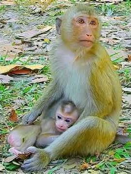 Poor Lily cry so much run to big sister Rainbow for help 😢 #monkey #monkey #monkeysr #babymonkey