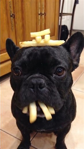 funny french bulldog videos #dogshorts #dogs #funny #shortsfeed