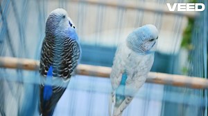 Meet the Playful Caique Parrot