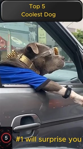 These Dogs Are TOO Cool 😎🐶 (But #1 Will Surprise You 😂) #shorts
