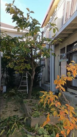 柿の木の剪定